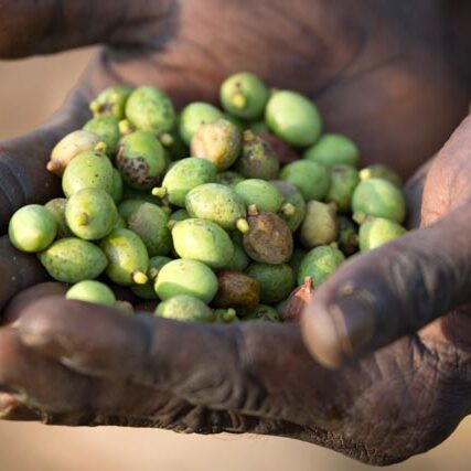 Green plum is ready to eat before the wet season starts