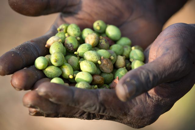 Green plum is ready to eat before the wet season starts