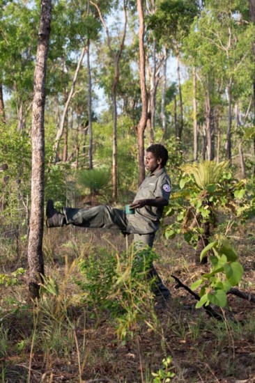 Ranger Rexy Djarrkadama was helping the harvest along by kicking fruit-laden trees