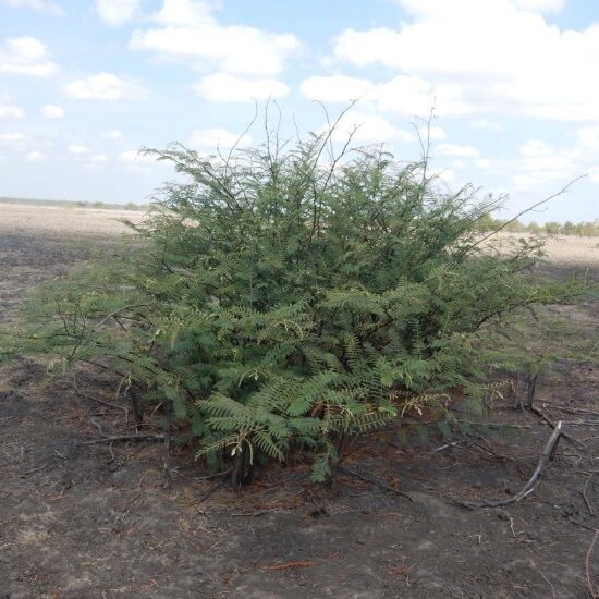 Mimosa pigra in Gurruwiling