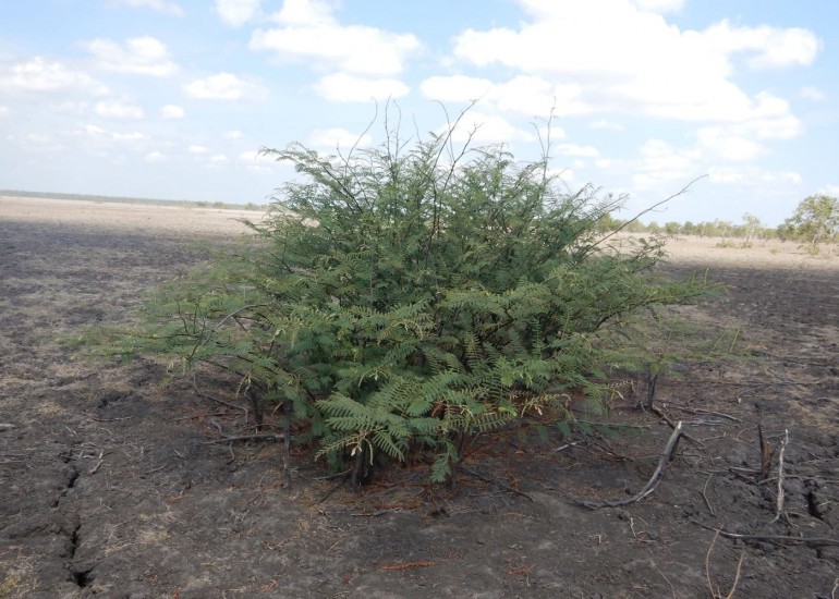 Mimosa pigra in Gurruwiling