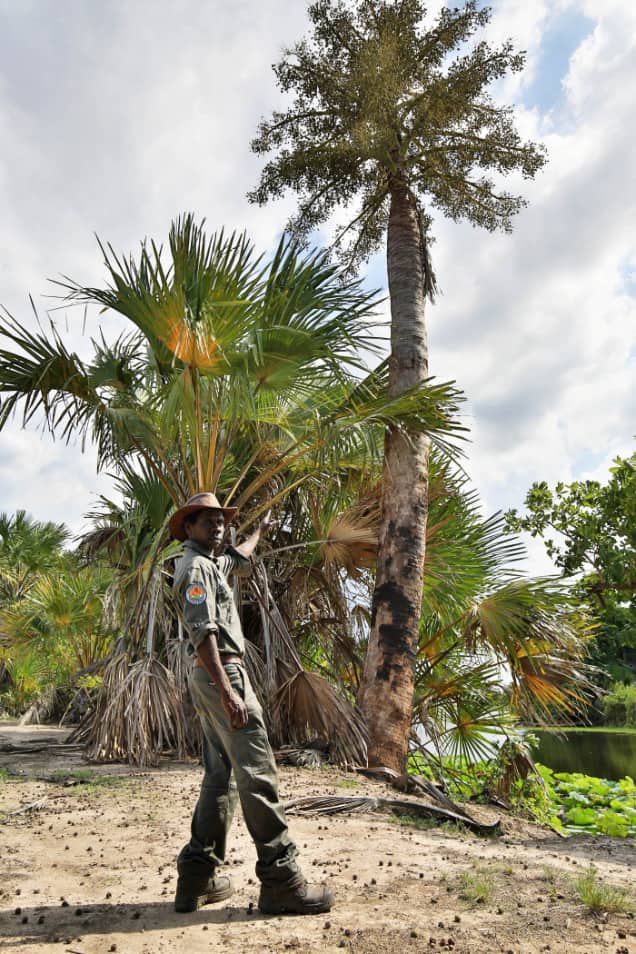 Corypha utan palm