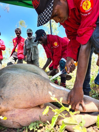 Buffalo are a valuable local food source and learning how to safely skin and butcher them are important skills.