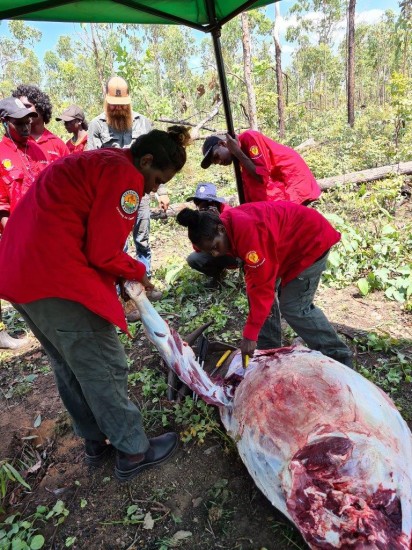 Buffalo are a valuable local food source and learning how to safely skin and butcher them are important skills.