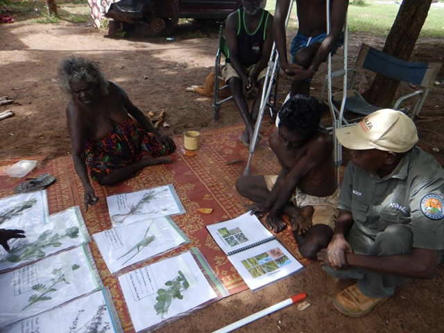 Women rangers engaging in weed identification and undertaking Mission grass management in Ramingining