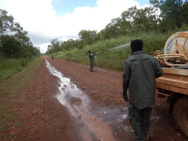 South East Arafura Catchment Rangers spraying Hyptis suaveolens along the Central Arnhem Road – before (left) and after spraying.