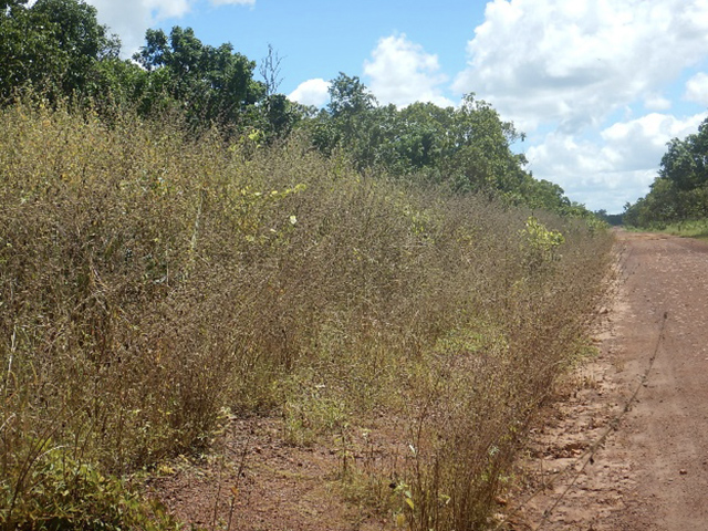 South East Arafura Catchment Rangers spraying Hyptis suaveolens along the Central Arnhem Road – before (left) and after spraying.