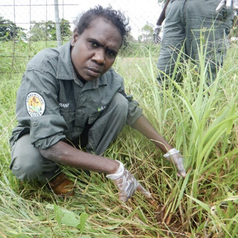 Women rangers engaging in weed identification and undertaking Mission grass management in Ramingining