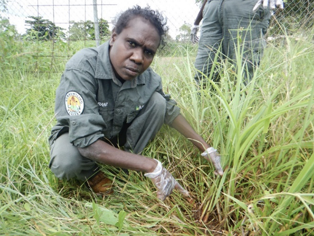Women rangers engaging in weed identification and undertaking Mission grass management in Ramingining