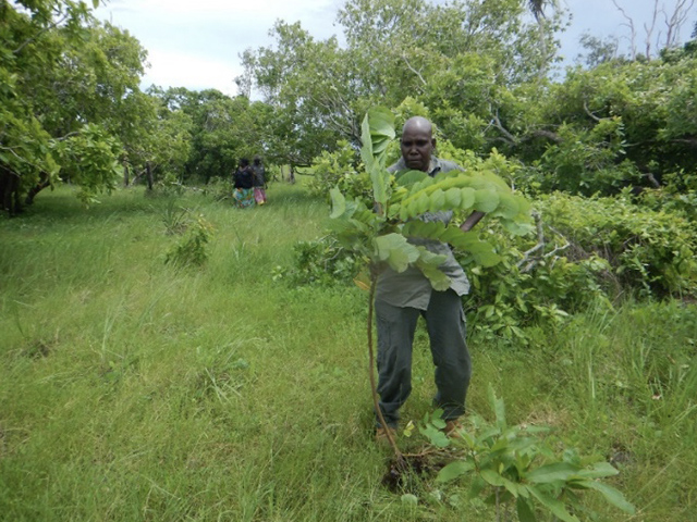Rangers manually removing Candle bush (Senna alata) at Garpal on the edge of the Arafura Swamp. Candle bush can invade native bushland in wetter areas, forming dense thickets.