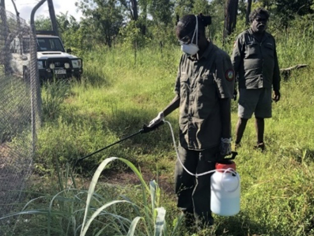 It’s a constant battle for rangers to control Gamba Grass. These plants were discovered in a contractor’s yard and destroyed.