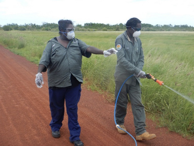 Rangers undertaking weed control with a spray unit at Dhabla on the barge landing road.