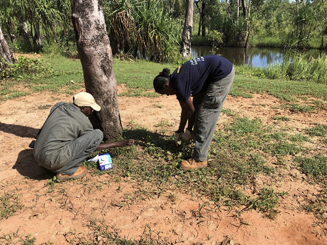 Women rangers removing weeds at Djapitjapin waterhole