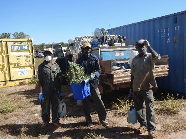 Donydji rangers spraying and hand-pulling Caltrop (Tribulus cistoides/terrestris). Caltrop rapidly invades denuded areas and the seed carrying burrs are spread by animals and vehicles.