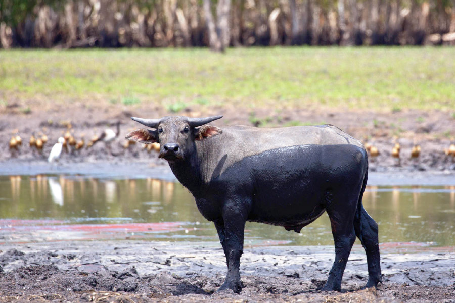 Feral buffalo David Hancock